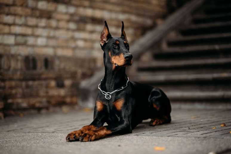 O doberman &eacute; afetuoso e devotado ao tutor, al&eacute;m de ser facilmente trein&aacute;vel 