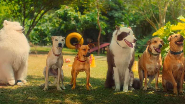 According to director Diego Freitas, around 60 of the 80 dogs that participated in the film 'Caramelo' left the streets