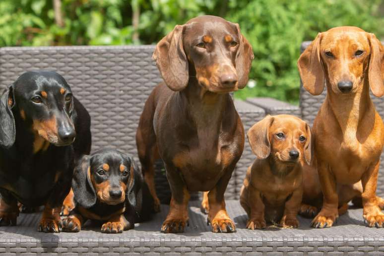 Dachshund &eacute; um c&atilde;o companheiro e brincalh&atilde;o, ideal para fam&iacute;lias 