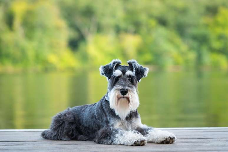 O schnauzer, com sua apar&ecirc;ncia distintiva e lealdade inigual&aacute;vel, &eacute; um companheiro fiel 