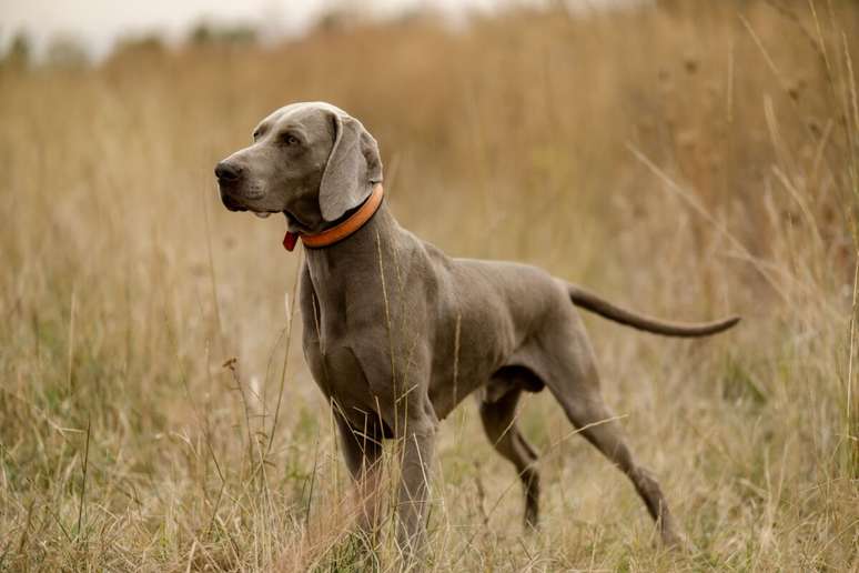 O weimaraner&nbsp;&eacute; &aacute;gil, en&eacute;rgico e possui excelente faro 