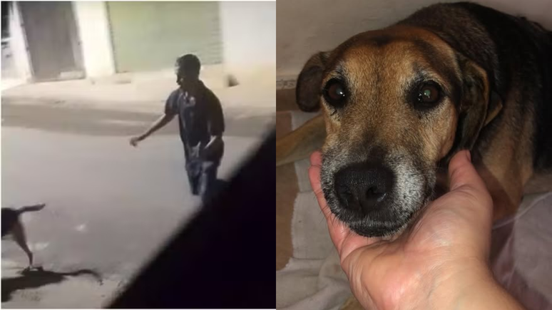 Cachorro esfaqueado por motociclista é colocado para adoção em MG