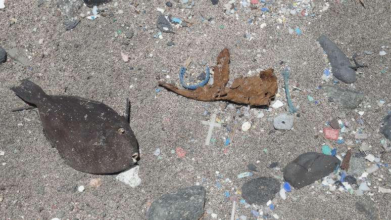 Lixos e peixe sem vida encontrados em Ilha remota