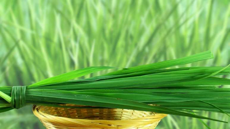 Lemongrass: find out how to use the essential oil in everyday life