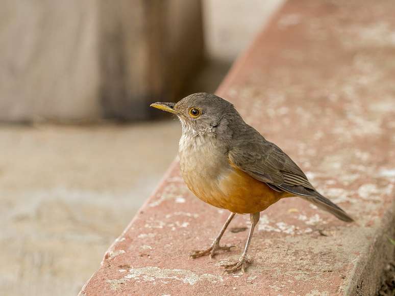 The species is widely distributed in several biomes of Brazil – Wikimedia Commons/Charles J. Sharp The species is widely distributed in several biomes of Brazil – Wikimedia Commons/Charles J. Sharp