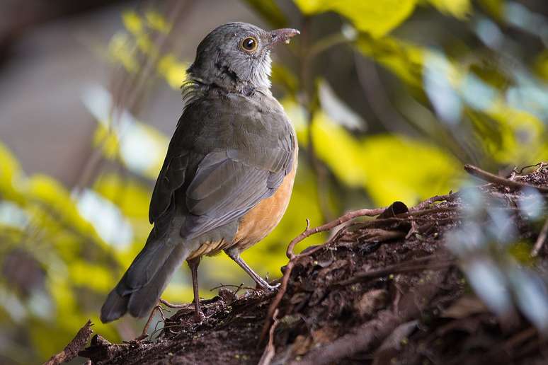 Get to know the symbolic bird of Brazil and let yourself be surprised