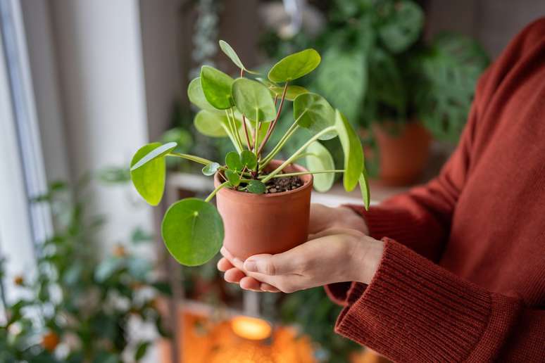 Four Plants Used by People with Smelly Homes (And That Can Make Them Smell Good Without Air Freshener) Four Plants Used by People with Smelly Homes (And That Can Make Them Smell Good Without Air Freshener)