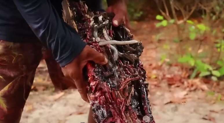 O turu &eacute; um molusco bivalve &ndash; Reprodu&ccedil;&atilde;o de v&iacute;deos do youtube