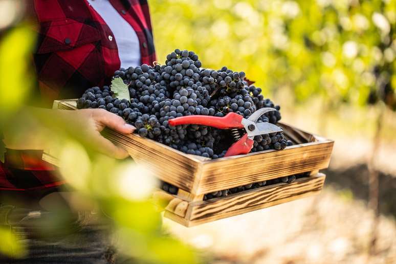 According to experts, Italian wineries According to experts, Italian wineries