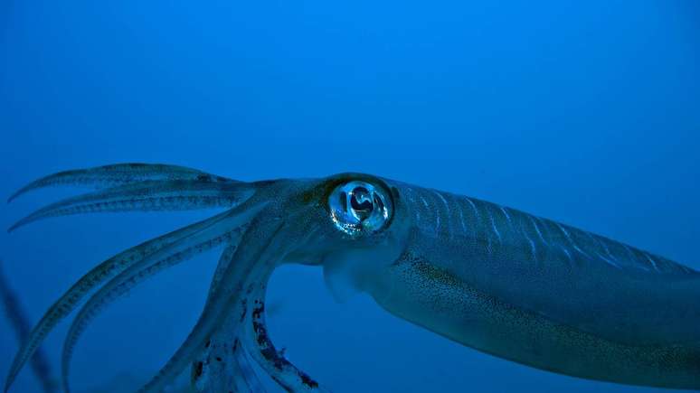 Why do some animals have blue blood? Why do some animals have blue blood?