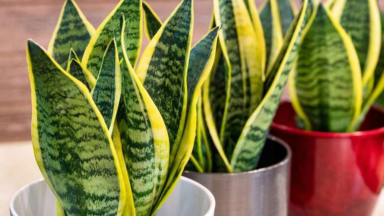 A planta tamb&eacute;m &eacute; conhecida como sansevieria &ndash; depositphotos.com / Farhadib