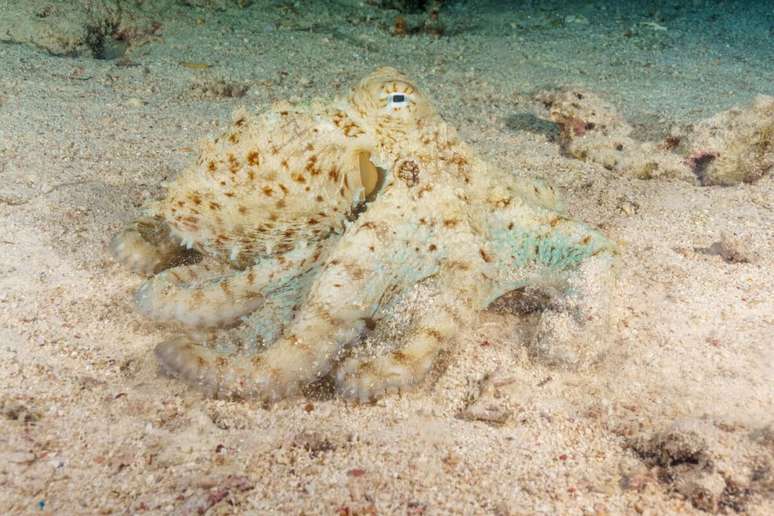 O polvo tem uma habilidade impressionante de se camuflar perfeitamente no ambiente em que est&aacute; 