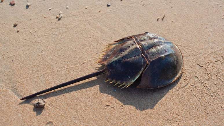 Horseshoe crab – depositphotos.com/jarous Horseshoe crab – depositphotos.com/jarous