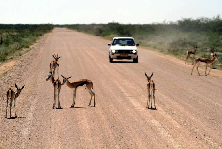 Etosha National Park in Namibia 