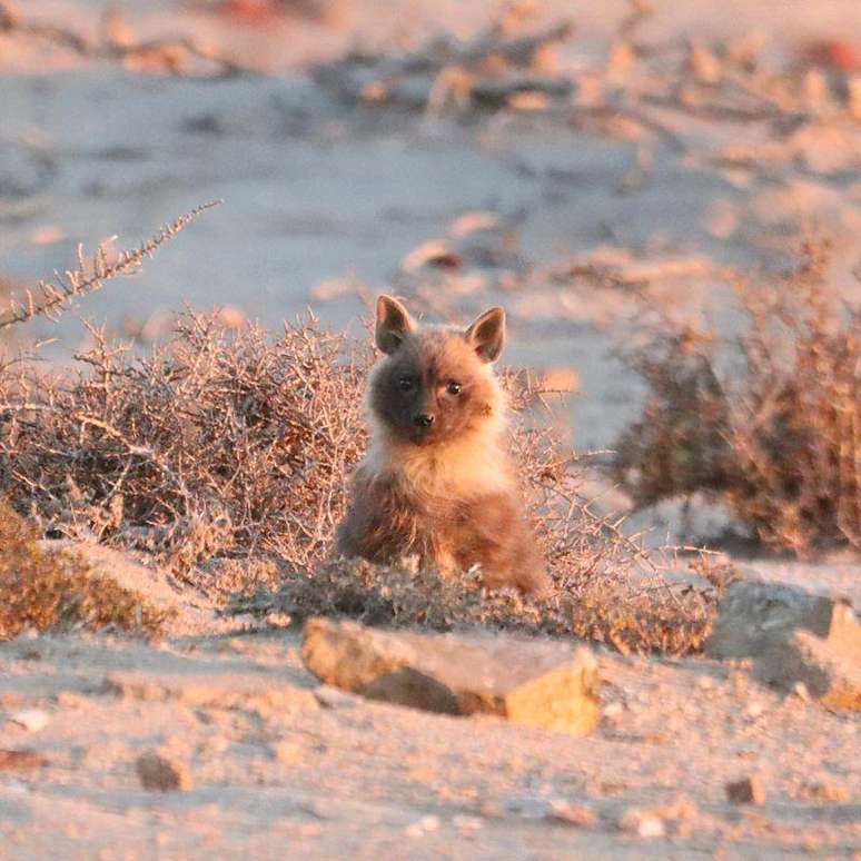 As hienas-marrons s&atilde;o as mais raras do mundo, mas sua popula&ccedil;&atilde;o parece estar se mantendo
