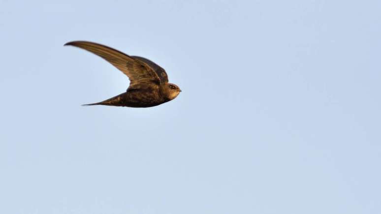 Did you know that some birds can sleep while flying?