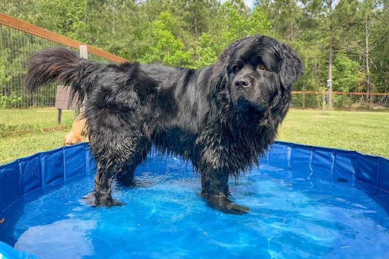 The Newfoundland's coat requires regular brushing. The Newfoundland's coat requires regular brushing.