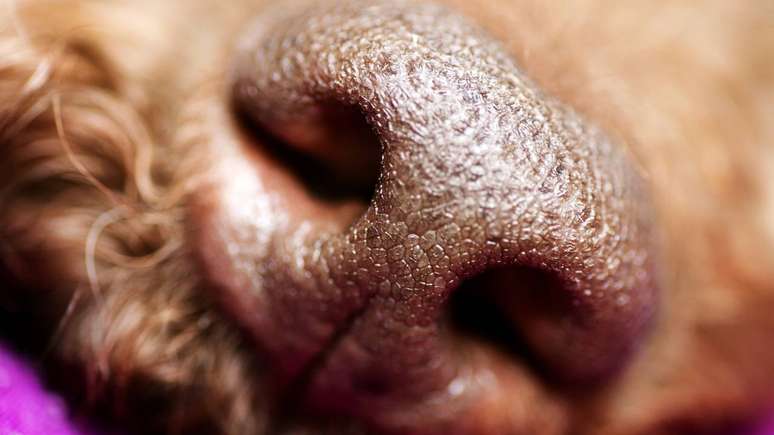 Dogs can detect cancer, Alzheimer’s and Parkinson’s simply by smelling the human body
