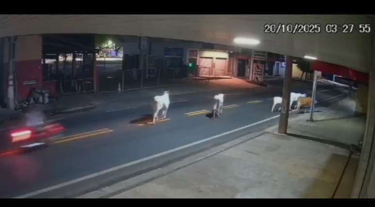 Antony Ylano pouco antes do acidente em que atingiu a vaca com sua moto.