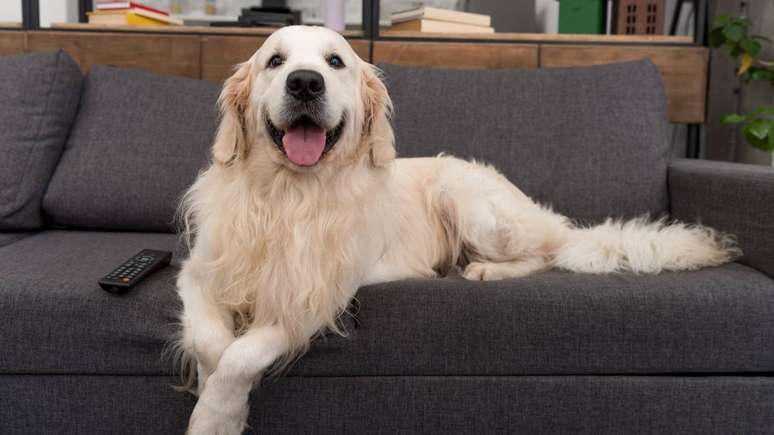 5 nutrients that can prevent your Golden Retriever from developing cancer 5 nutrients that can prevent your Golden Retriever from developing cancer