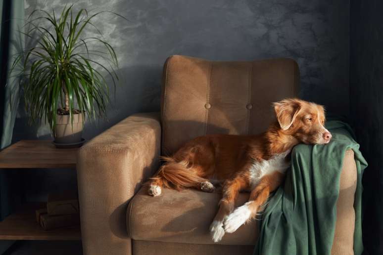 The name Churros is perfect for dogs with golden, brown or caramel fur, who are gentle and love to relax. 