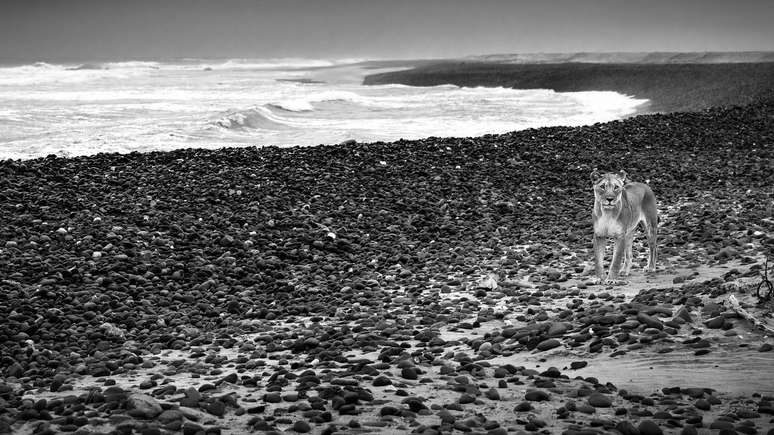 Fotografar estes animais &eacute; um passo importante para sua conserva&ccedil;&atilde;o