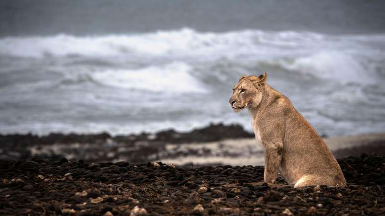 O le&atilde;o do deserto se hidrata com a &aacute;gua contida na carne que eles comem