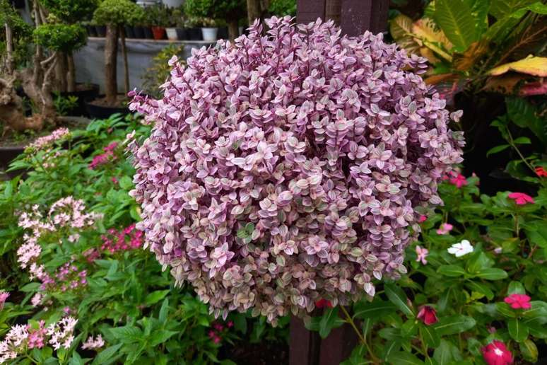 A dinheiro-em-penca, como o pr&oacute;prio nome diz, atrai dinheiro e prosperidade 