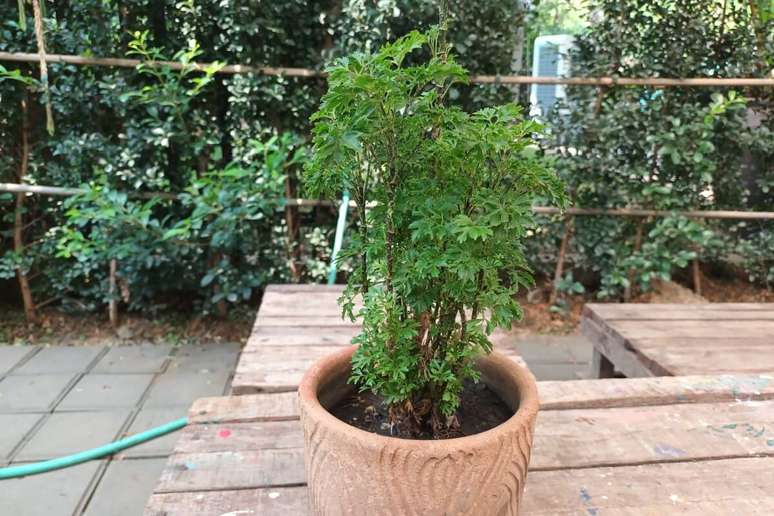 A &aacute;rvore-da-felicidade atrai prosperidade e n&atilde;o deixa a alegria ir embora da casa 