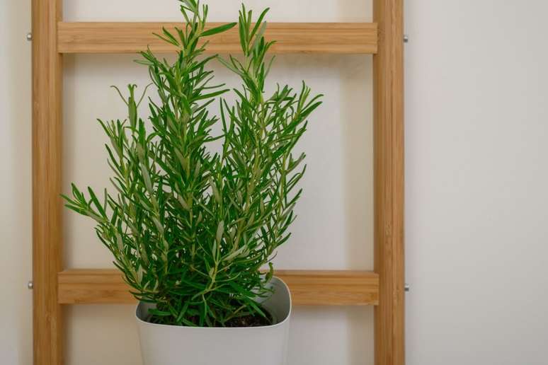 O alecrim atrai felicidade, harmonia, alivia o estresse, aumenta a autoestima e auxilia no racioc&iacute;nio 