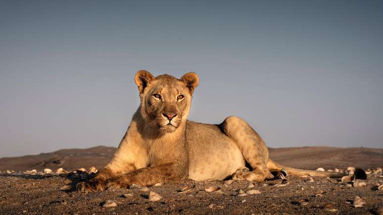 Os le&otilde;es do deserto da Nam&iacute;bia costumavam viver na Costa dos Esqueletos