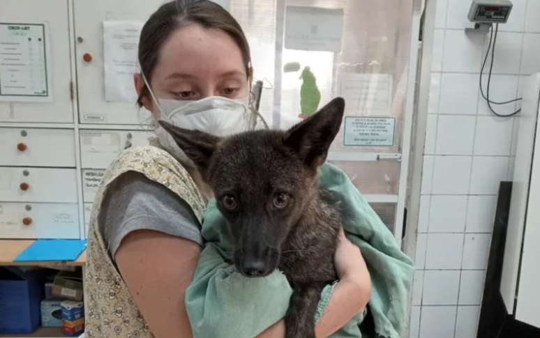 O caso do Dogxim acende um alerta sobre o potencial para surgimento de mais h&iacute;bridos entre esp&eacute;cies silvestres e dom&eacute;sticas, especialmente em regi&otilde;es onde o contato entre elas se intensifica &ndash; Flavia Ferrari/Divulga&ccedil;&atilde;o