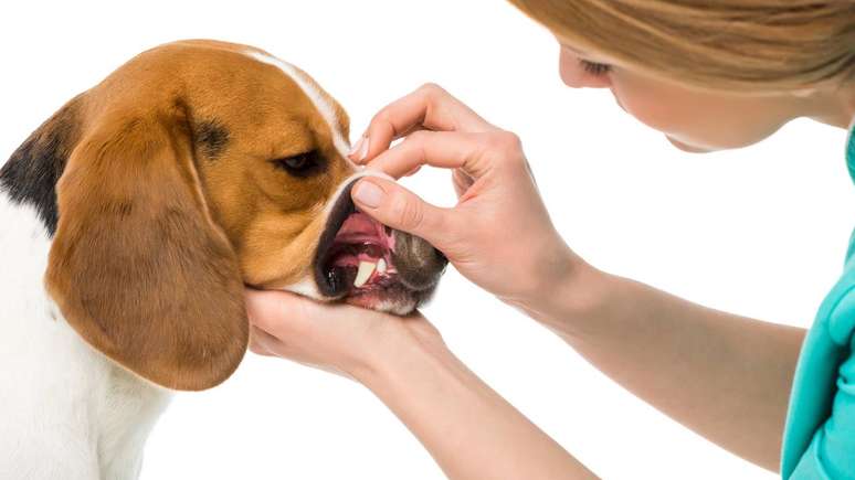 Rapamycin and canine longevity: what the science reveals so far