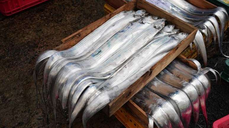 Pescadores da Ilha de Jeju, na Coreia do Sul, dizem que o peixe rabo-prateado est&aacute; cada vez mais raro