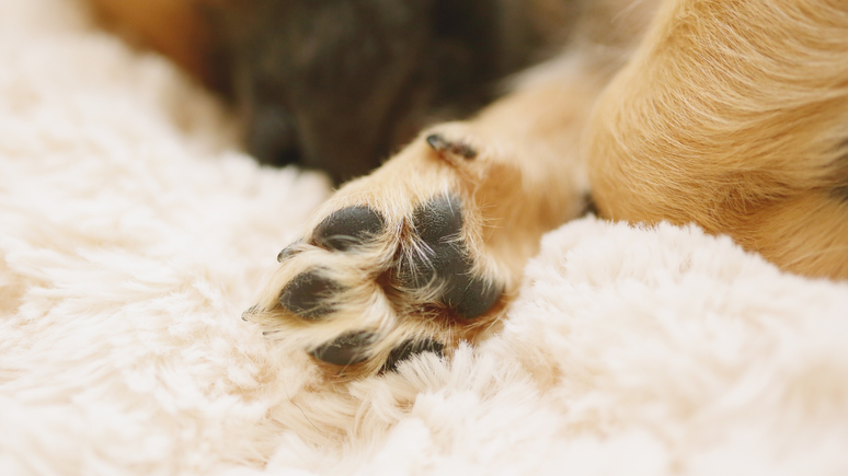 Rosemary tea in the paws? Find out how the infusion can help your pet Rosemary tea in the paws? Find out how the infusion can help your pet