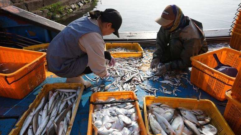 H&aacute; muito menos anchovas para serem separadas pelos pescadores