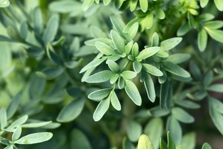 8 health benefits of rue and how to use it 8 health benefits of rue and how to use it