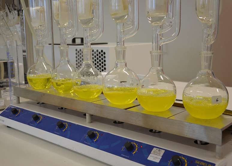 A maca&uacute;ba &eacute; capaz de produzir at&eacute; dez vezes mais &oacute;leo que a soja