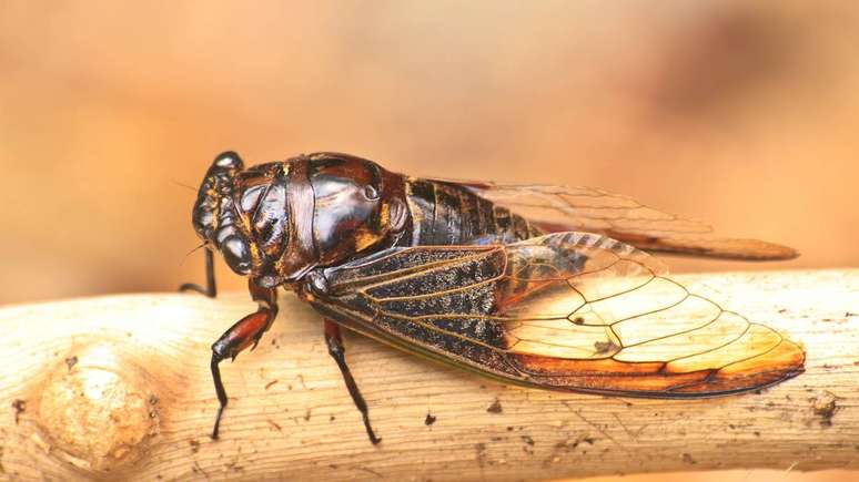 Cicada – depositphotos.com/sirichai2514 Cicada – depositphotos.com/sirichai2514