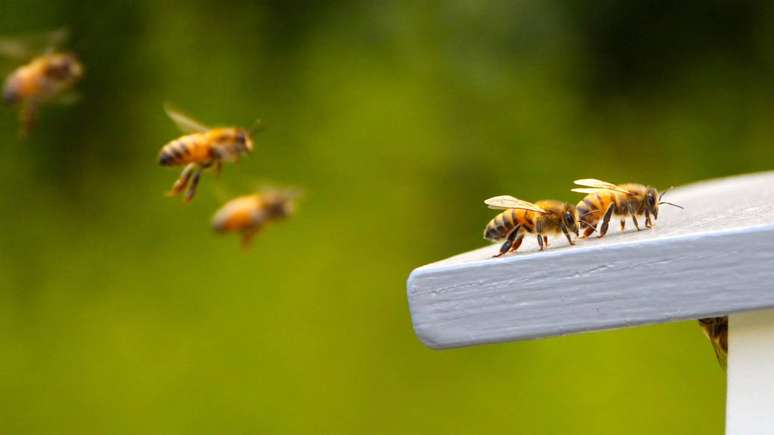 There are approximately 20,000 species of bees in the world – depositphotos.com / rayman-82@hotmail.com There are approximately 20,000 species of bees in the world – depositphotos.com / rayman-82@hotmail.com