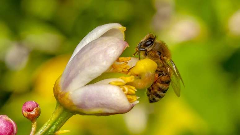 Bees: small pollinators, giants in nature Bees: small pollinators, giants in nature