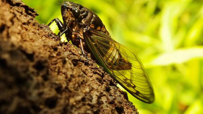 The short singing life of the cicada: years in darkness, weeks in the sun The short singing life of the cicada: years in darkness, weeks in the sun