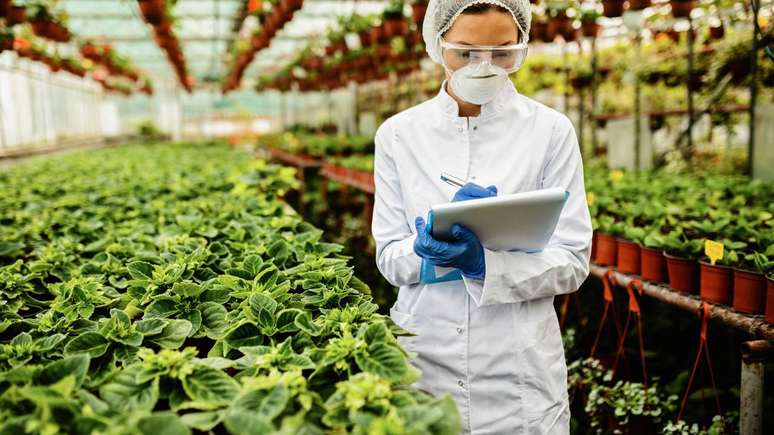 A inser&ccedil;&atilde;o de genes espec&iacute;ficos em plantas traz uma gama de possibilidades para o agroneg&oacute;cio &ndash; depositphotos.com / ZigicDrazen