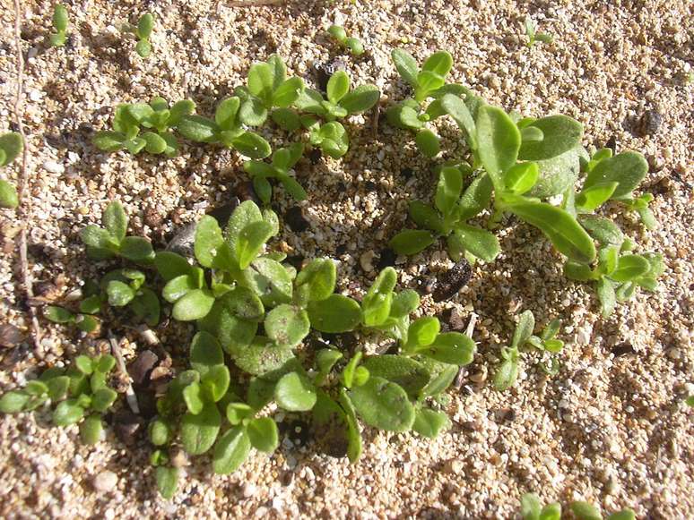 Another factor contributing to the spread of false cabbage is its high ability to adapt to different soils and climates – Forest and Kim Starr/Wikimedia Commons Another factor contributing to the spread of false cabbage is its high ability to adapt to different soils and climates – Forest and Kim Starr/Wikimedia Commons