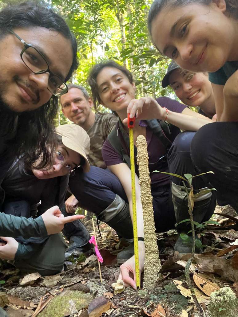 Pesquisadores encontraram na Amaz&ocirc;nia torre de 47 cent&iacute;metros, maior j&aacute; registrada