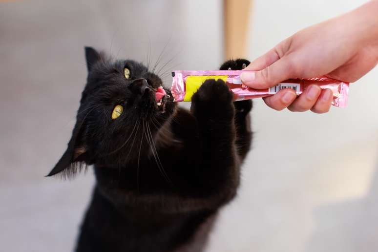 Congelar pat&ecirc;s e sach&ecirc;s pode ser uma &oacute;tima maneira de incluir os gatos nas comemora&ccedil;&otilde;es e contribuir com o consumo de &aacute;gua deles 