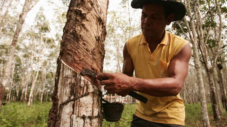 O deslocamento da produ&ccedil;&atilde;o de borracha para o Sudeste Asi&aacute;tico trouxe impactos profundos para a economia e sociedade da Amaz&ocirc;nia &ndash; depositphotos.com / joasouza
