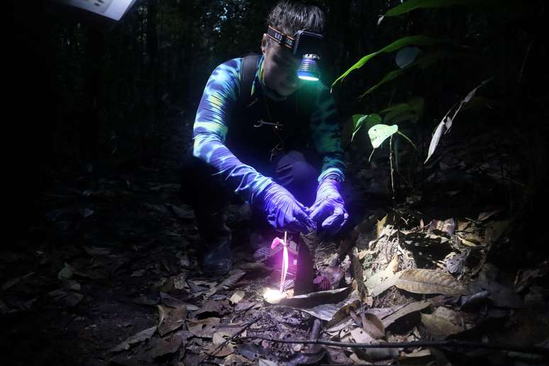 Pesquisadores usaram 40 preservativos para testar hip&oacute;tese de trocas gasosas nas torres de cigarra