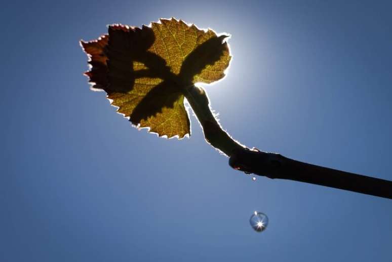 Viticultura se fortalece com novas t&eacute;cnicas de manejo e cultivo