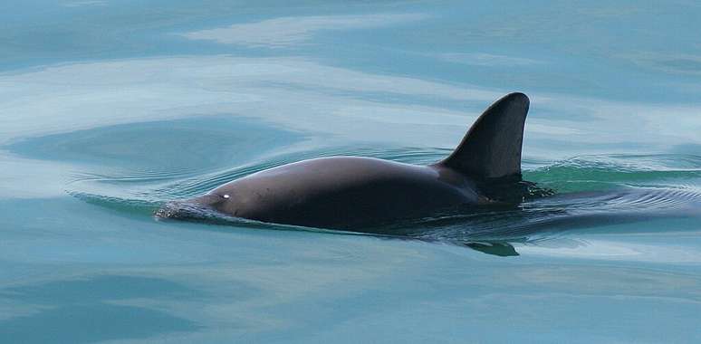 With expressive eyes and rounded fins, the vaquita is the smallest cetacean in the world – and also the most endangered – Wikimedia Commons/Paula Olson